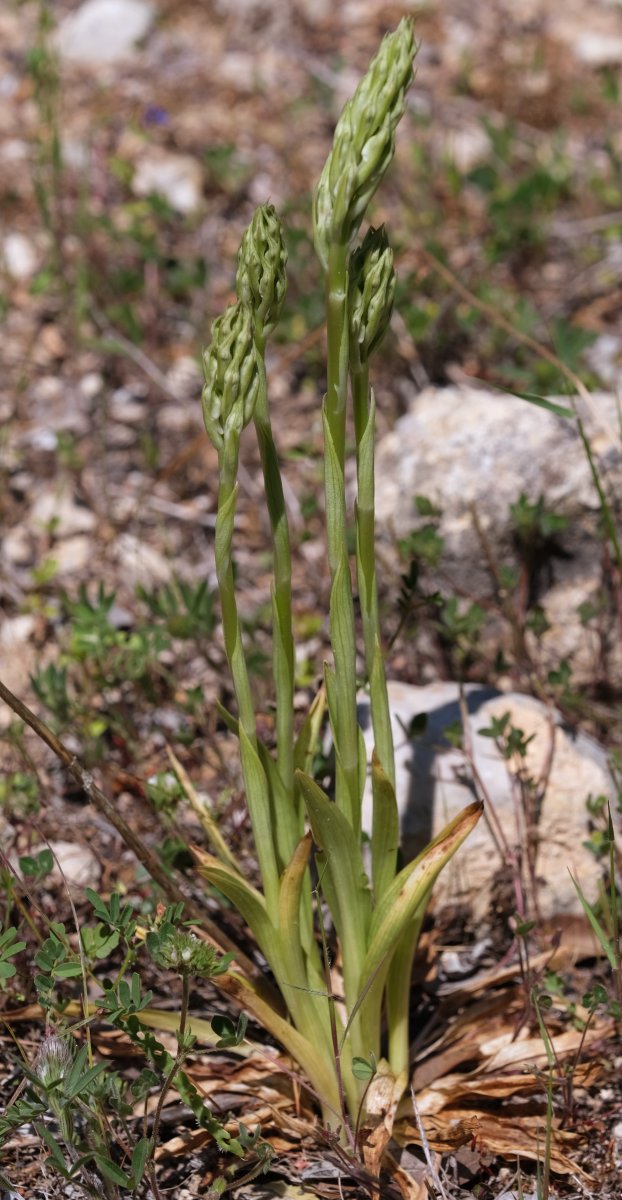 Ultime orchidee per quest''anno - Dalla Grecia con passione